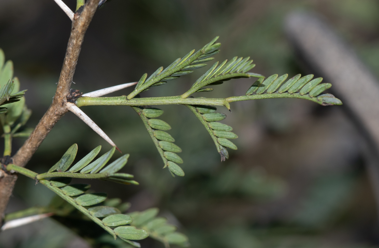 Изображение особи Vachellia hebeclada.