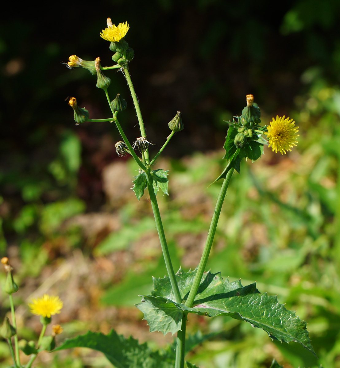 Изображение особи Sonchus oleraceus.