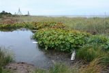 Petasites radiatus. Заросли на берегу старичного(?) озерка близ берега моря. Мурманская обл., Терский р-н; Кольский п-ов, Терский берег, устье Лодочного ручья. 16.09.2020.