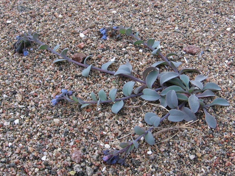 Image of Mertensia maritima specimen.