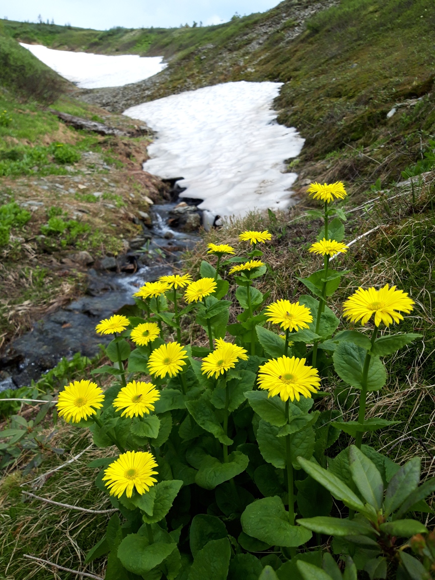 Изображение особи Doronicum altaicum.