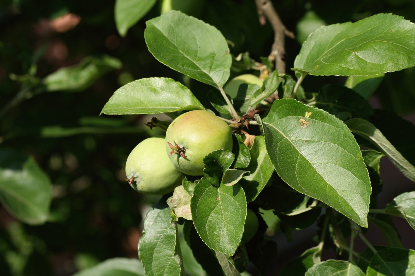 Изображение особи Malus domestica.