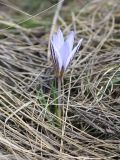 Crocus reticulatus. Цветущее растение. Краснодарский край, Усть-Лабинский р-н, склон правого берега Кубани восточнее Усть-Лабинска. 07.03.2021.