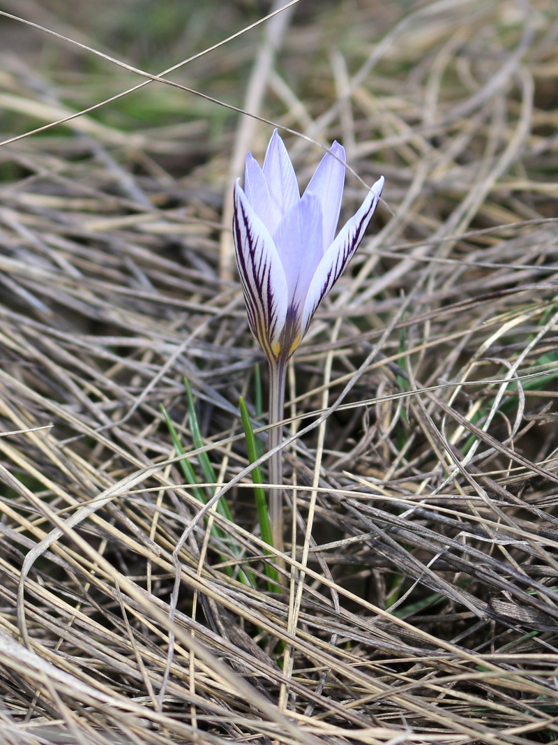 Изображение особи Crocus reticulatus.