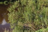genus Salix