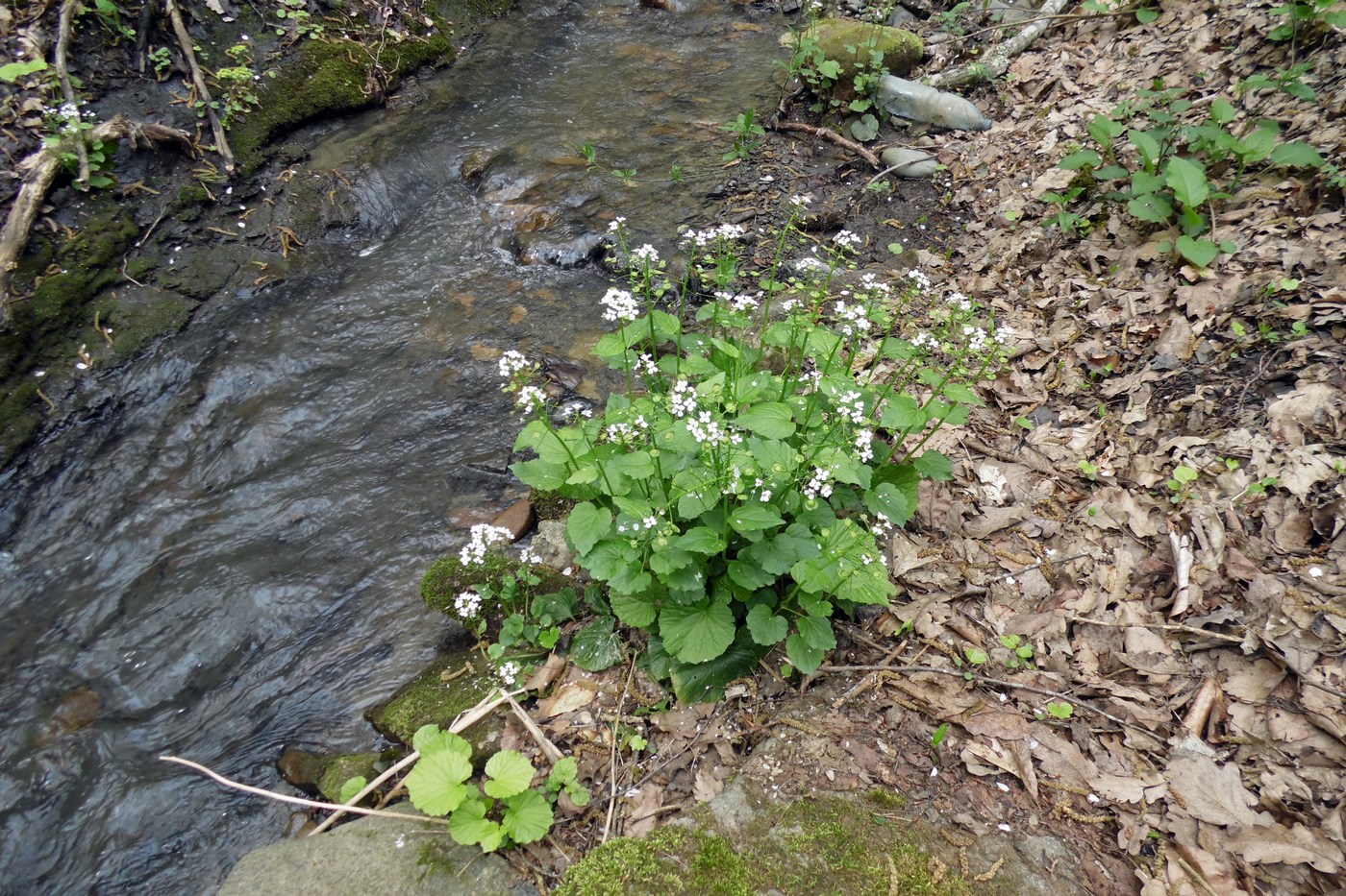 Image of Pachyphragma macrophyllum specimen.