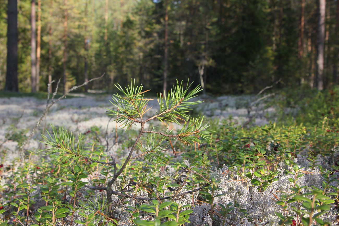 Изображение особи Pinus sylvestris.