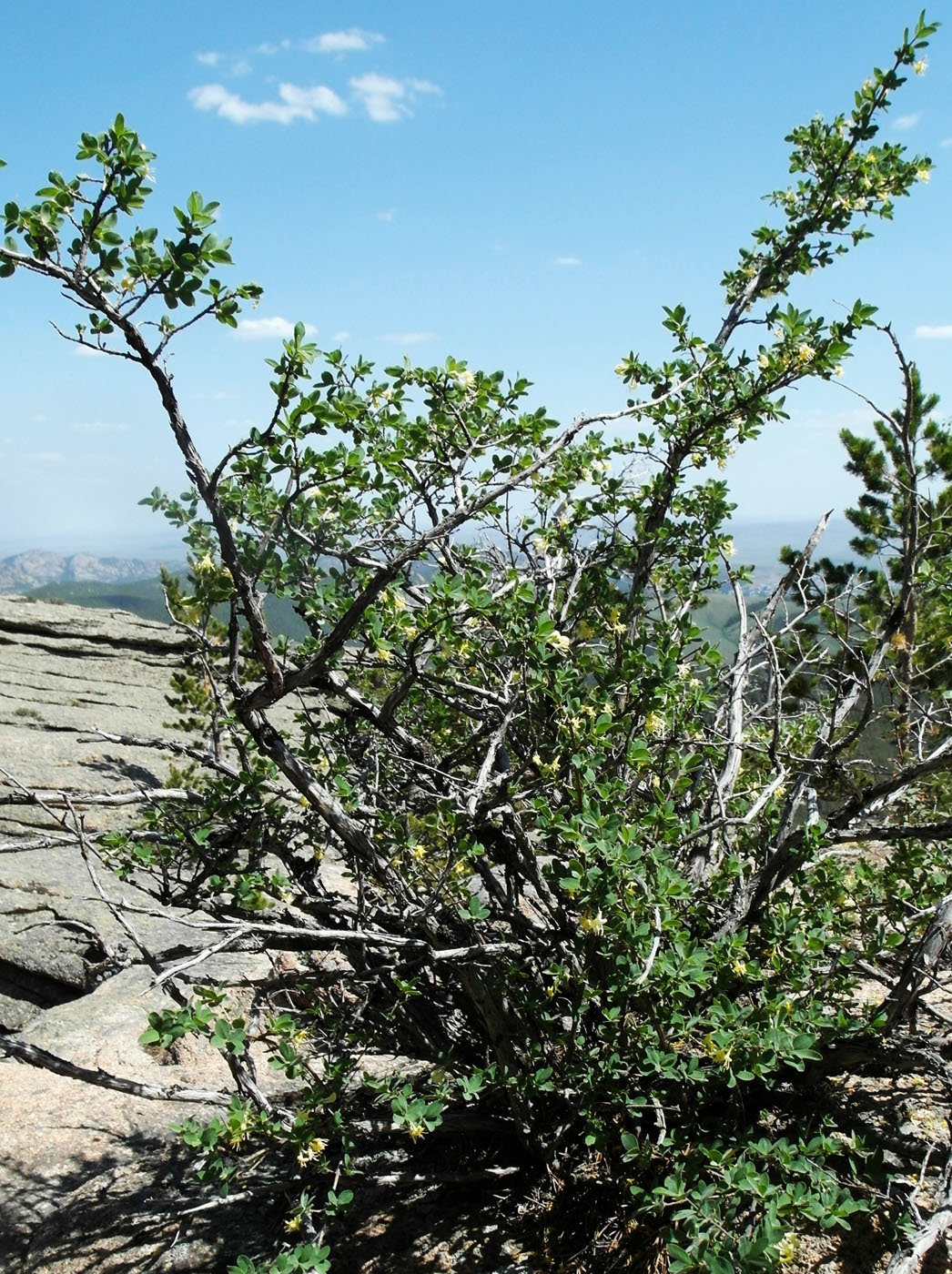 Image of Lonicera microphylla specimen.