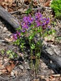 Lathyrus vernus. Цветущее растение. Самарская обл., Ставропольский р-н, окр. с. Жигули, Молодецкий курган, опушка широколиственного леса. 03.05.2021.