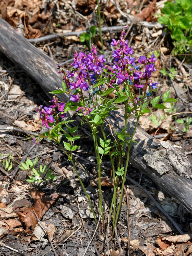 Изображение особи Lathyrus vernus.