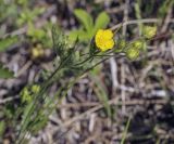 Potentilla goldbachii. Верхушка цветущего побега. Пермский край, Кунгурский р-н, окр. с. Плехановское, окр. ур. Мысы, разнотравный луг. 05.06.2021.