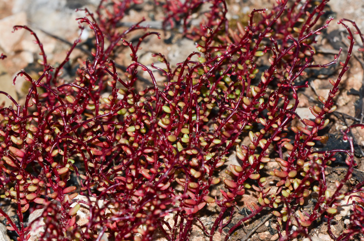 Image of Sedum microcarpum specimen.