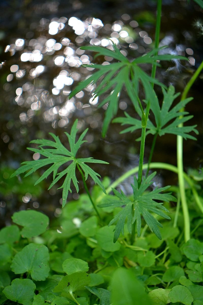 Image of Ranunculus acris specimen.