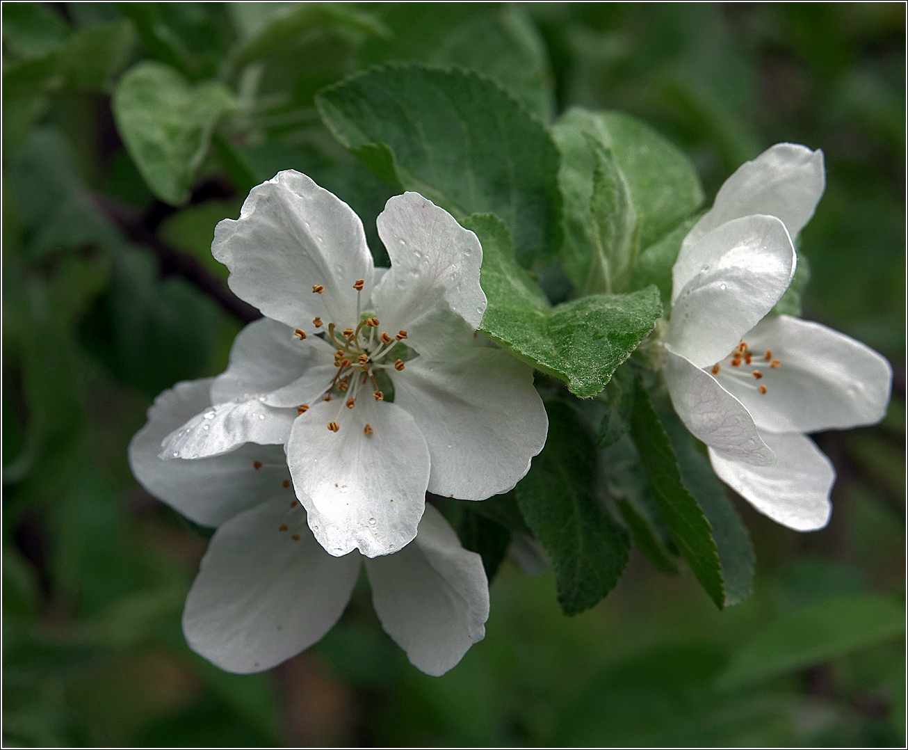 Изображение особи Malus domestica.