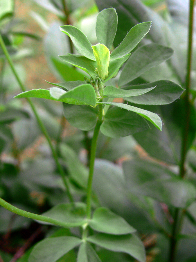 Image of genus Lotus specimen.