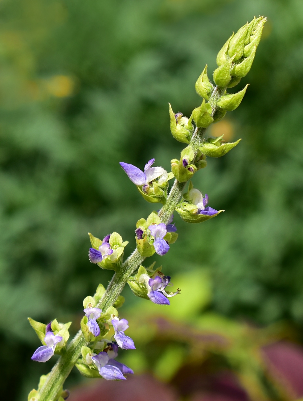 Image of Coleus scutellarioides specimen.