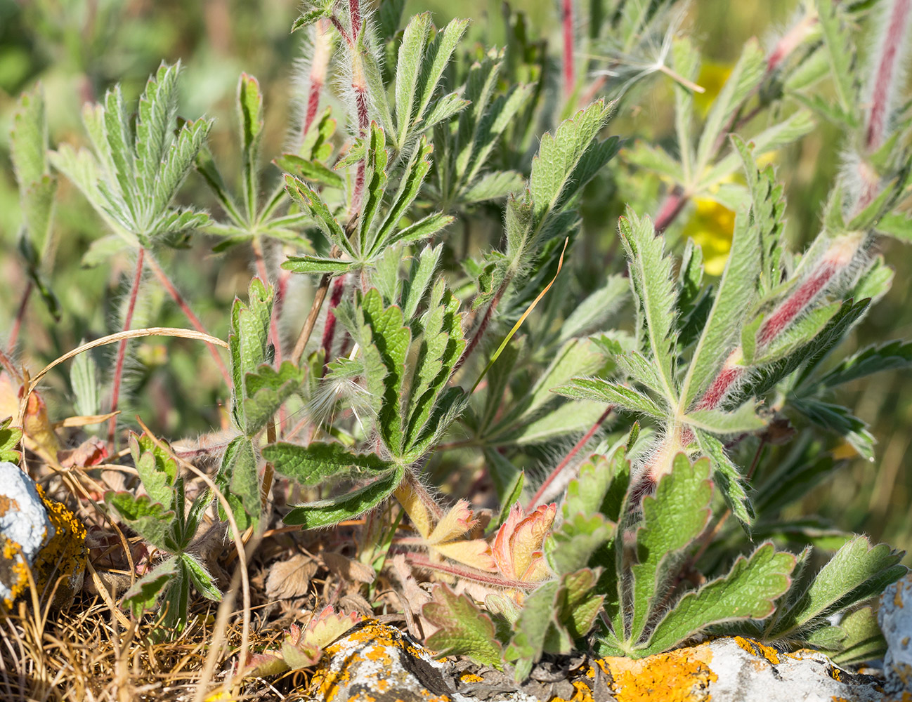 Image of Potentilla taurica specimen.