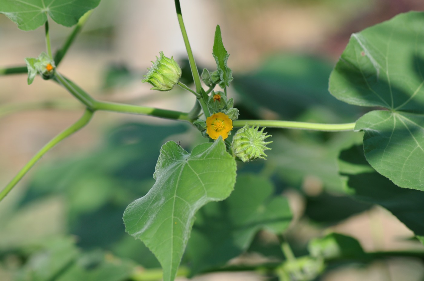 Image of Abutilon theophrasti specimen.