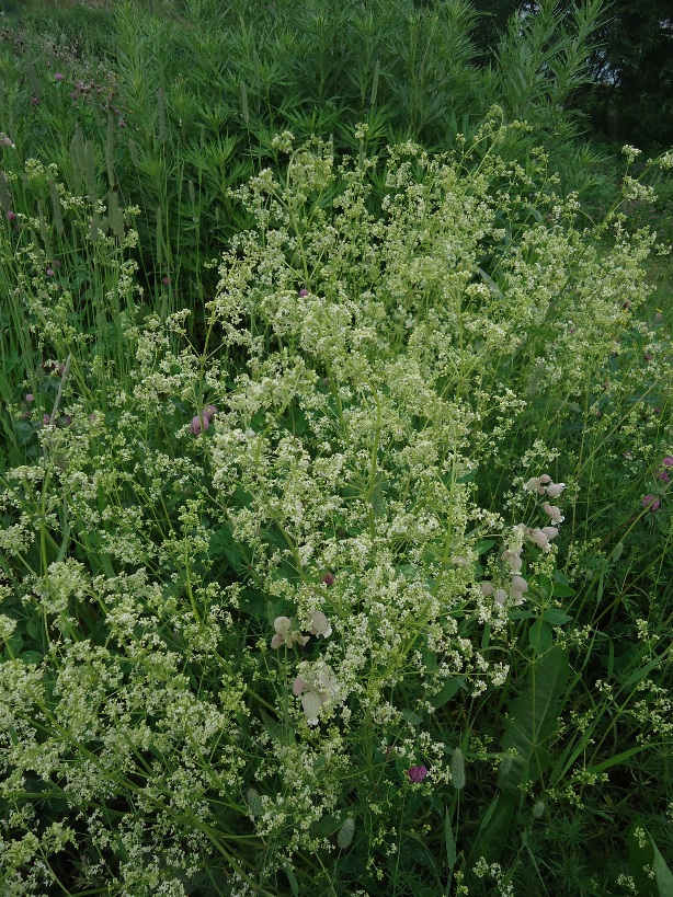 Изображение особи Galium mollugo.