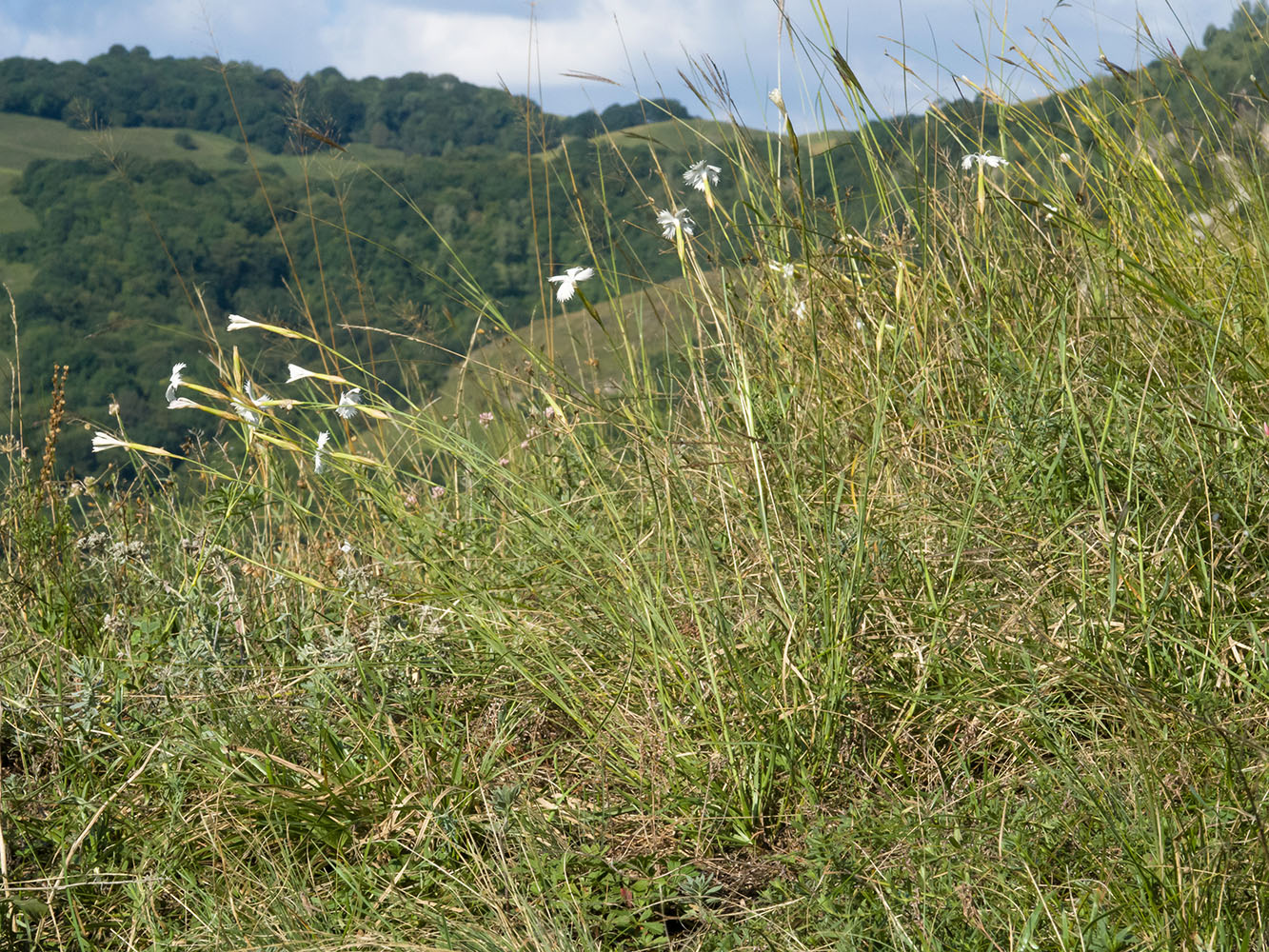 Изображение особи Dianthus fragrans.
