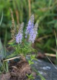 Veronica longifolia. Цветущее и плодоносящее растение, опутанное выброшенными волнами водорослями. Ленинградская обл., Кингисеппский р-н, Финский залив; Кургальский риф, о. Херкалуда, каменистый разнотравный приморский луг. 15.08.2020.