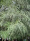 Casuarina equisetifolia. Часть кроны. Китай, пр. Чцзезян. 2 октября 2010 г.