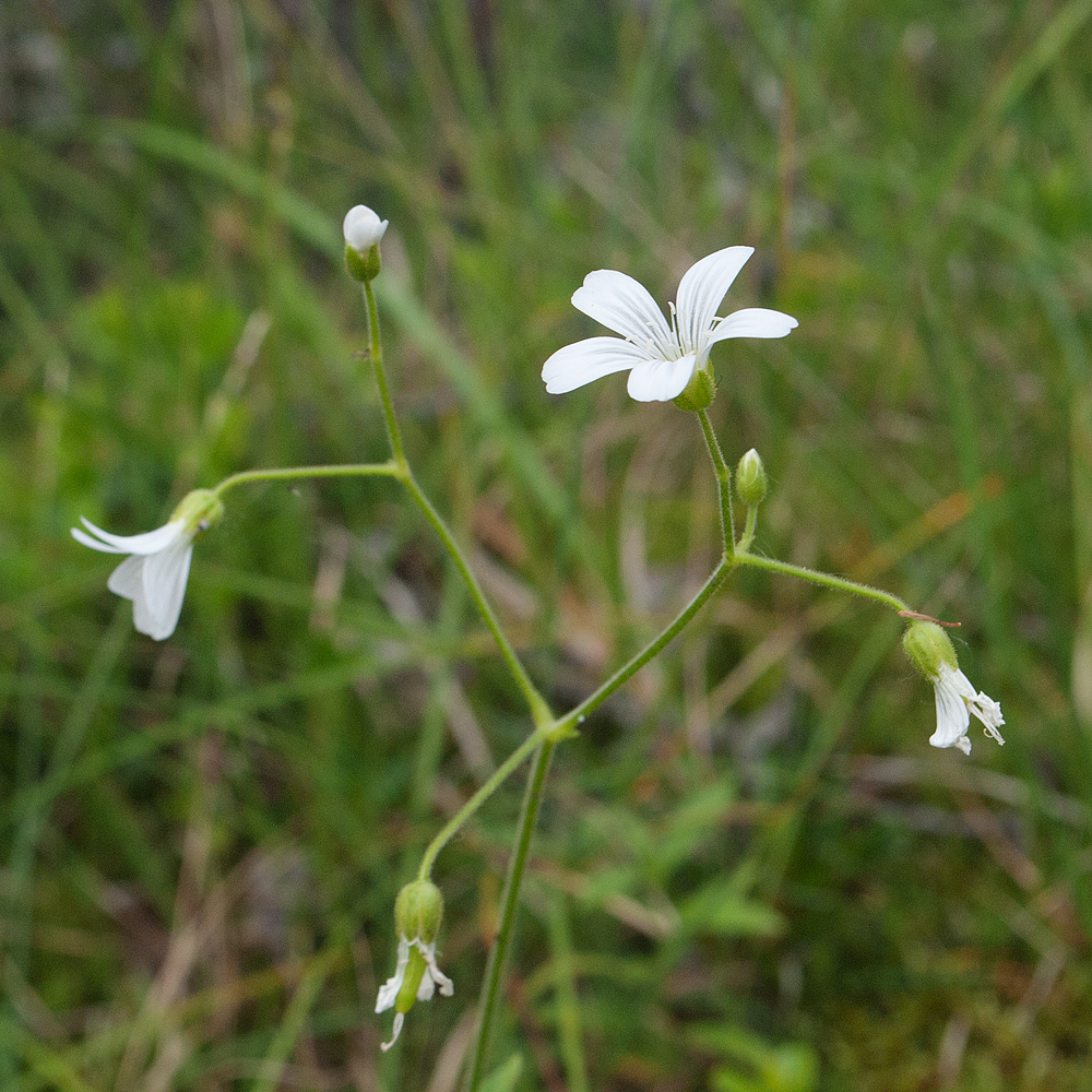 Image of Cerastium pauciflorum specimen.