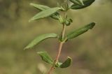 genus Helianthemum
