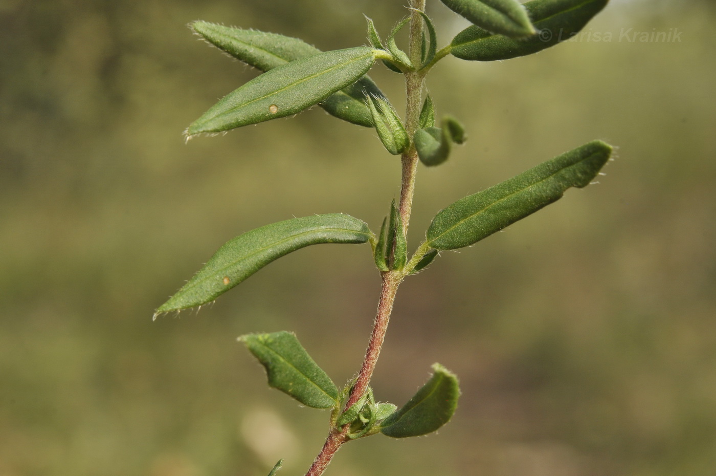 Image of genus Helianthemum specimen.