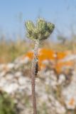 genus Pilosella. Верхушка побега с общим нераскрывшимся соцветием. Керченский п-ов, Ленинский р-н, окр. с. Глазовка, северный склон горы Хрони, заброшенная каменоломня, закустаренная степь. 28.05.2021.