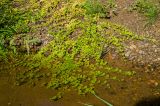 Lysimachia nummularia. Цветущие растения в сообществе с Persicaria.Кировская обл., Афанасьевский р-н, Ичетовкинское сельское поселение, окр. дер. Порубово, долина р. Кама, зарастающий галечник. 25 июля 2021 г.