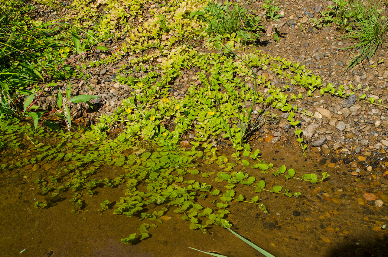 Изображение особи Lysimachia nummularia.