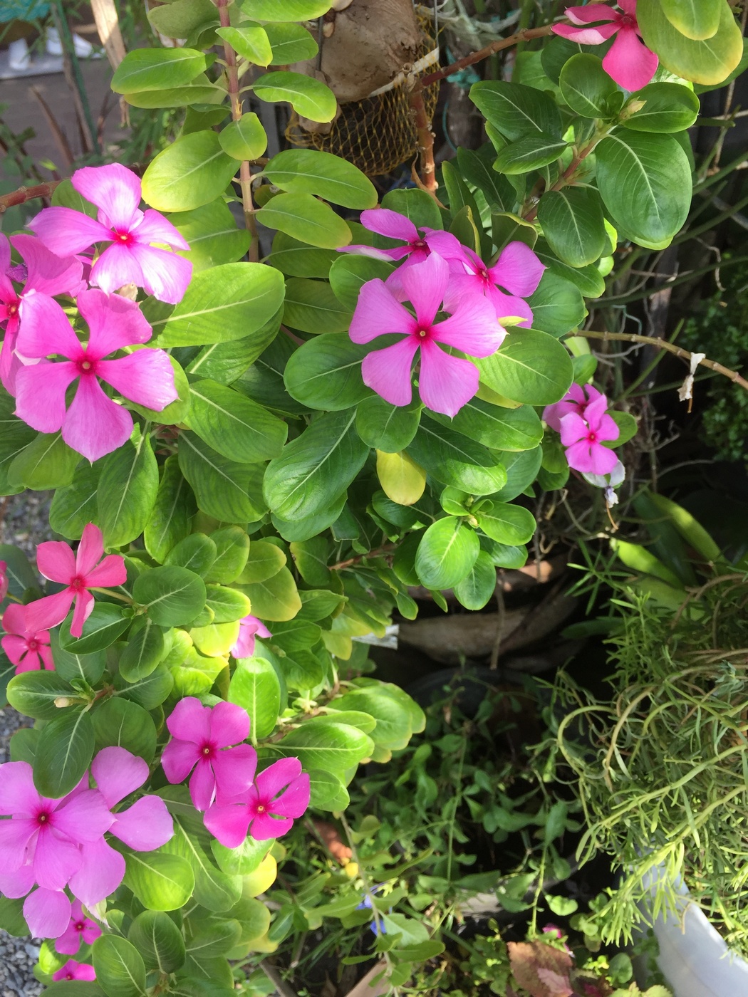 Image of Catharanthus roseus specimen.