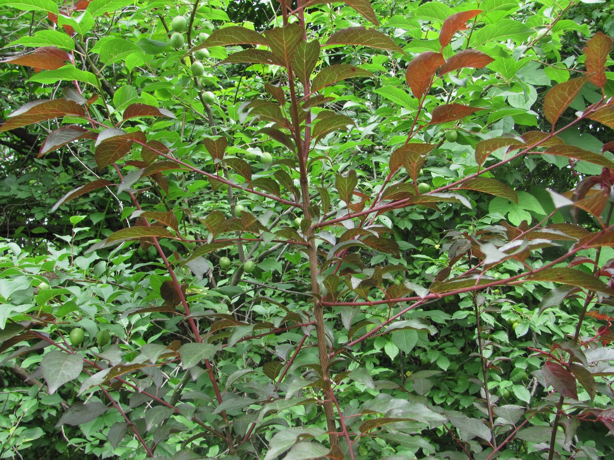 Image of Prunus cerasifera var. pissardii specimen.