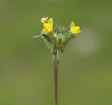 Linaria simplex. Соцветие с цветками и завязавшимся плодом. Азербайджан, Шекинский р-н. 18.04.2010.