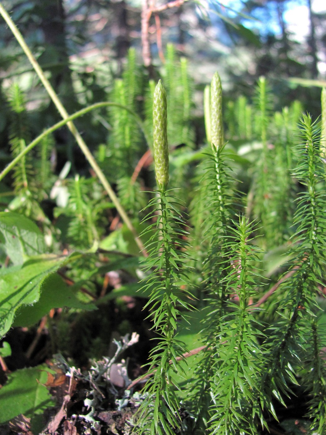 Image of Lycopodium annotinum specimen.