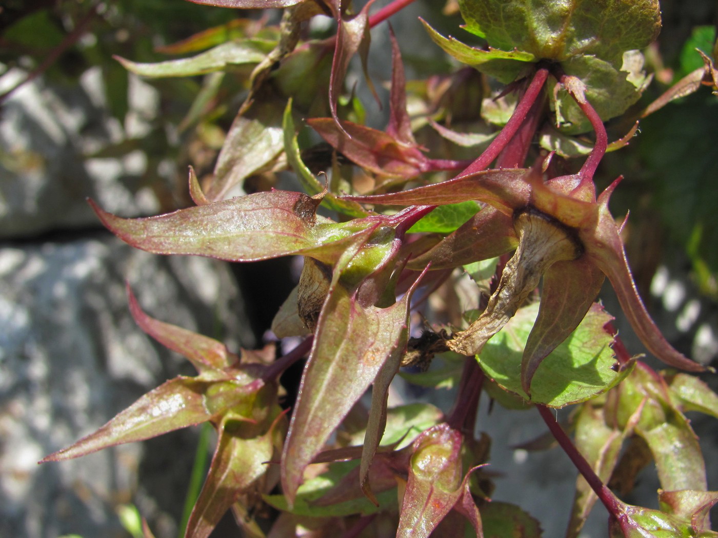 Image of Campanula ossetica specimen.