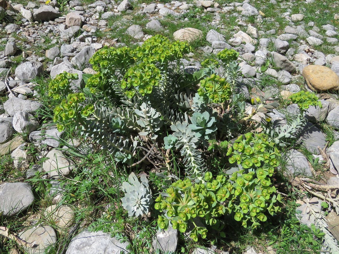 Image of Euphorbia spinidens specimen.