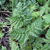 Anthriscus sylvestris