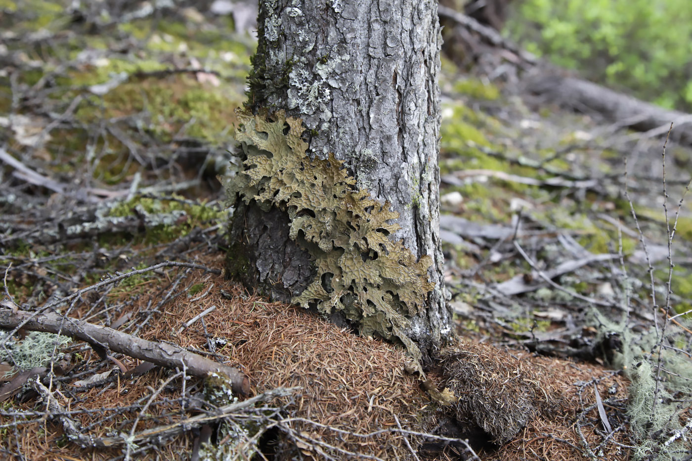 Image of genus Lobaria specimen.