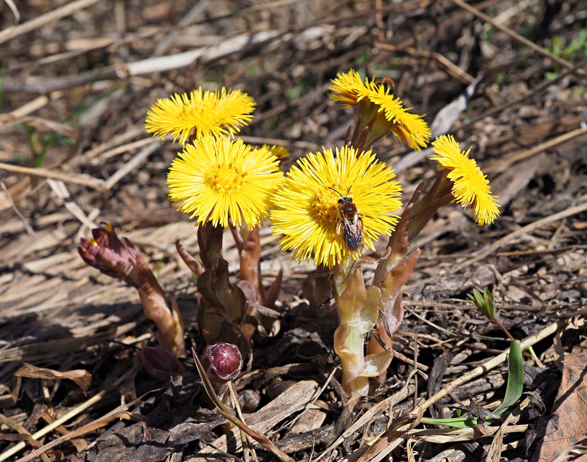 Image of Tussilago farfara specimen.