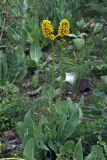 Ligularia heterophylla