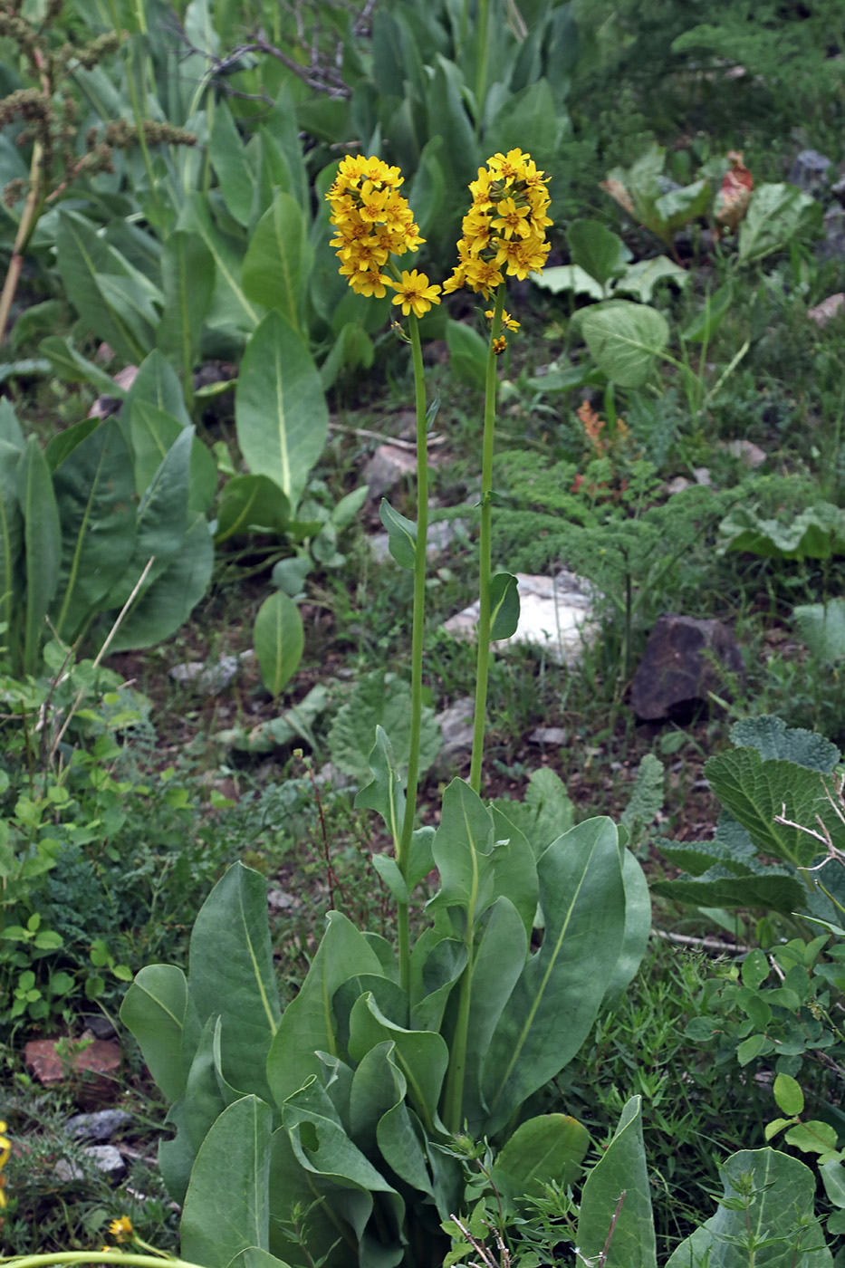Изображение особи Ligularia heterophylla.
