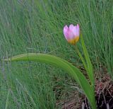 Tulipa saxatilis