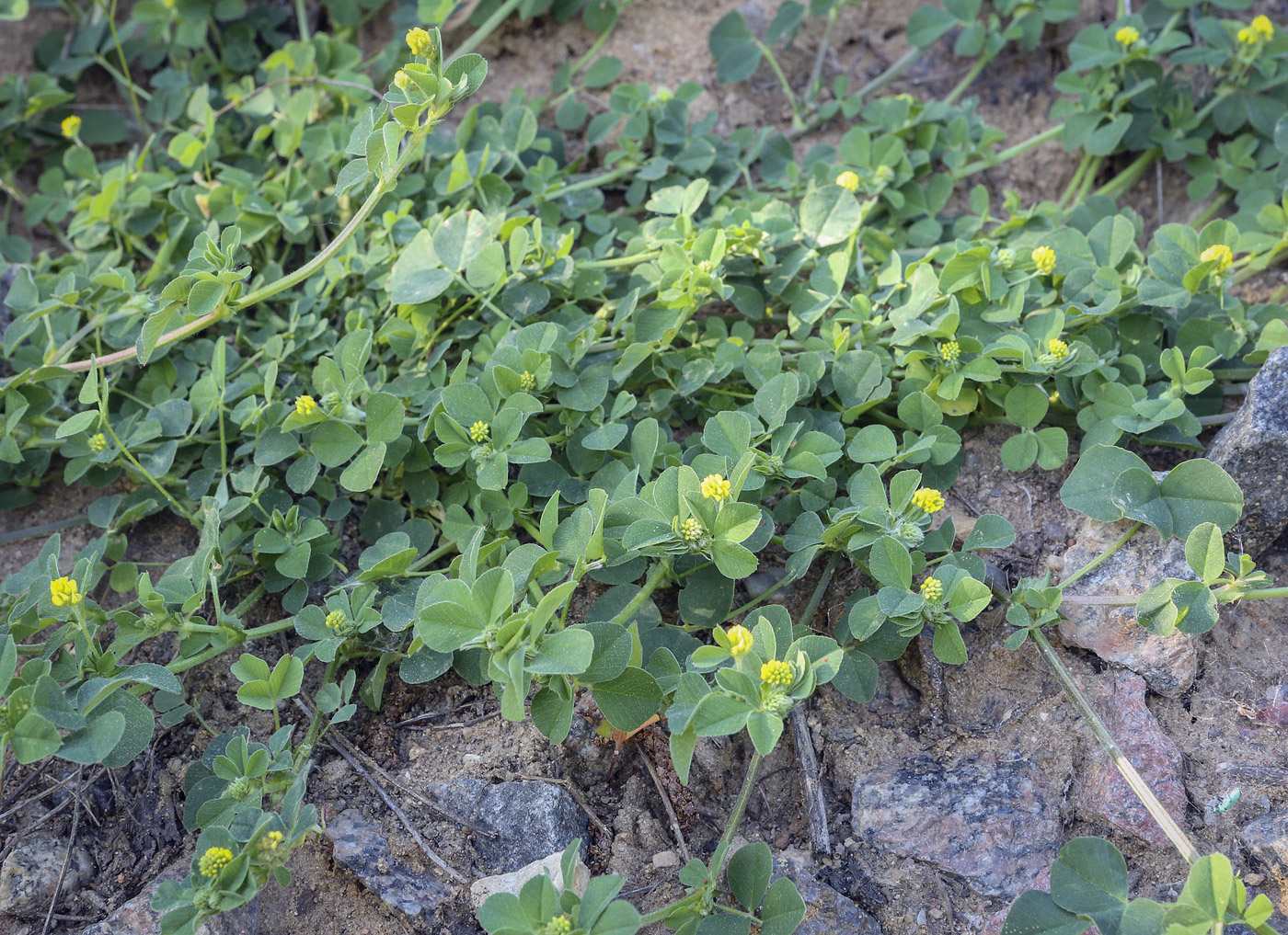 Image of Medicago lupulina specimen.