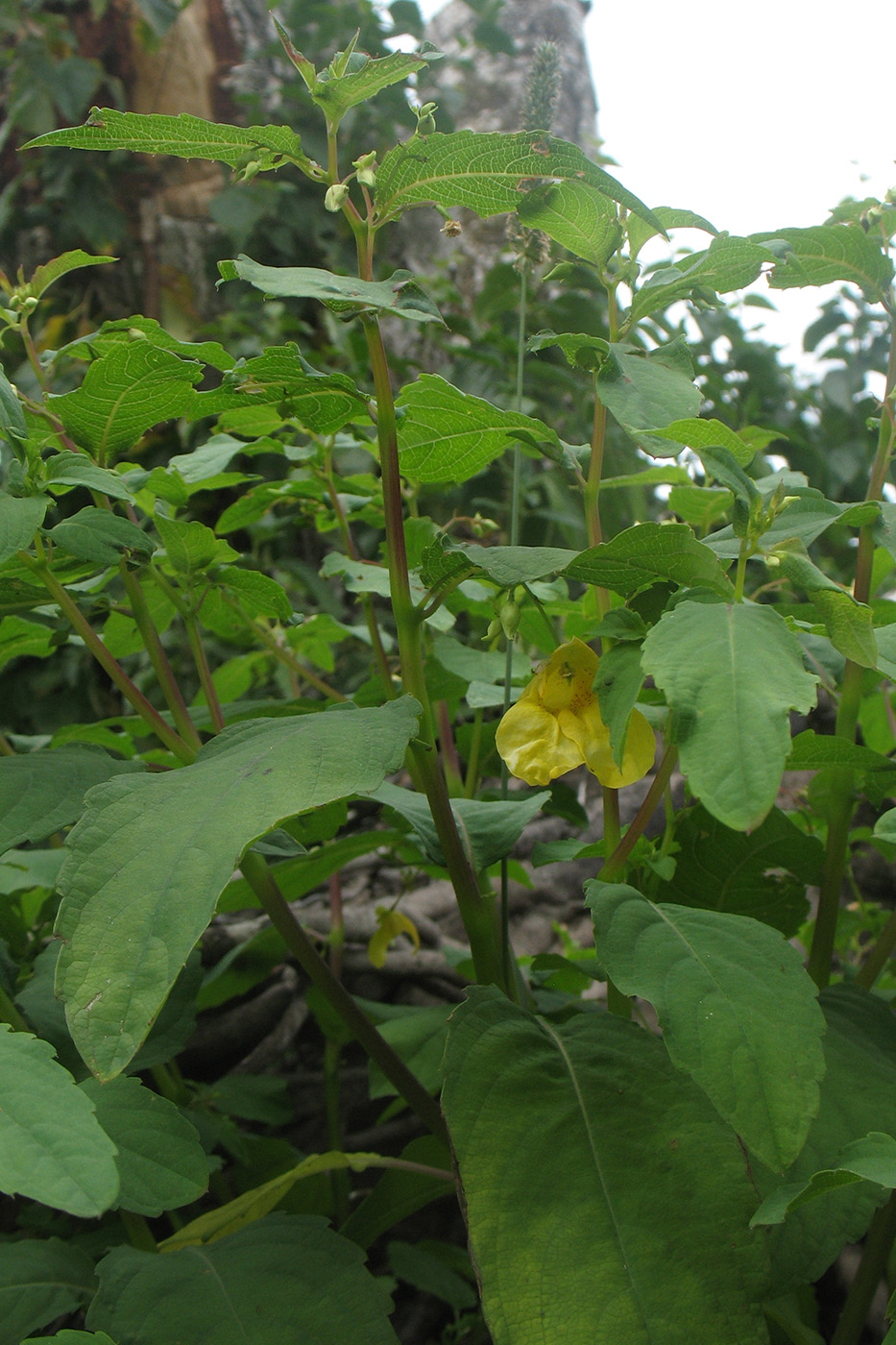 Image of Impatiens noli-tangere specimen.