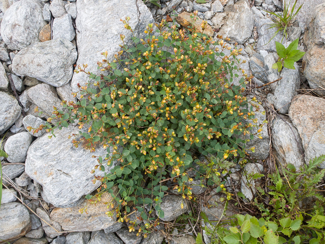 Изображение особи Hypericum nummularioides.