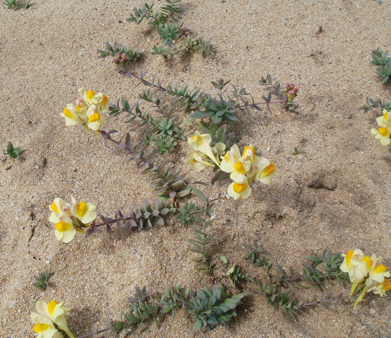 Изображение особи Linaria japonica.