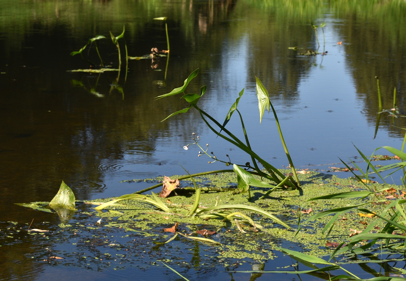 Изображение особи Sagittaria sagittifolia.