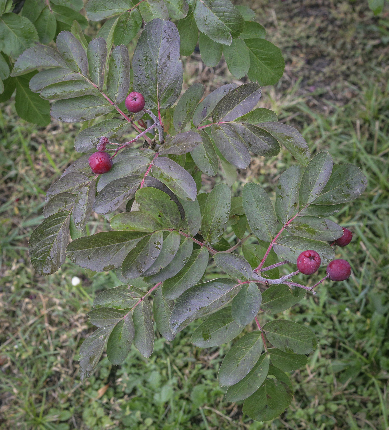 Image of &times; Crataegosorbus miczurinii specimen.